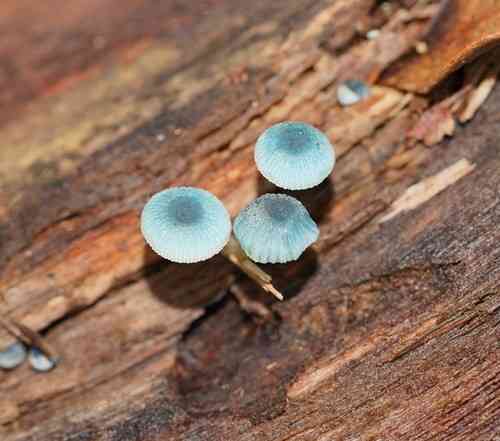 Pixie's parasol (Mycena interrupta) thumbnail 2