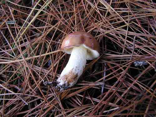 Weeping bolete (Suillus granulatus) thumbnail 3