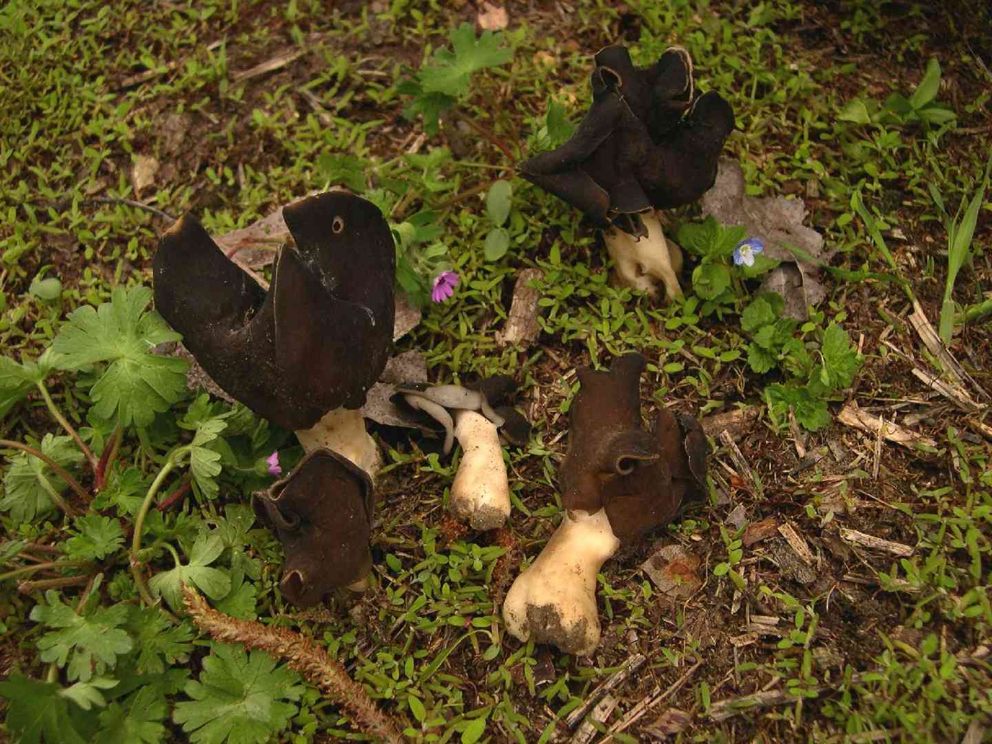 Black helvella (Helvella atra) thumbnail 2