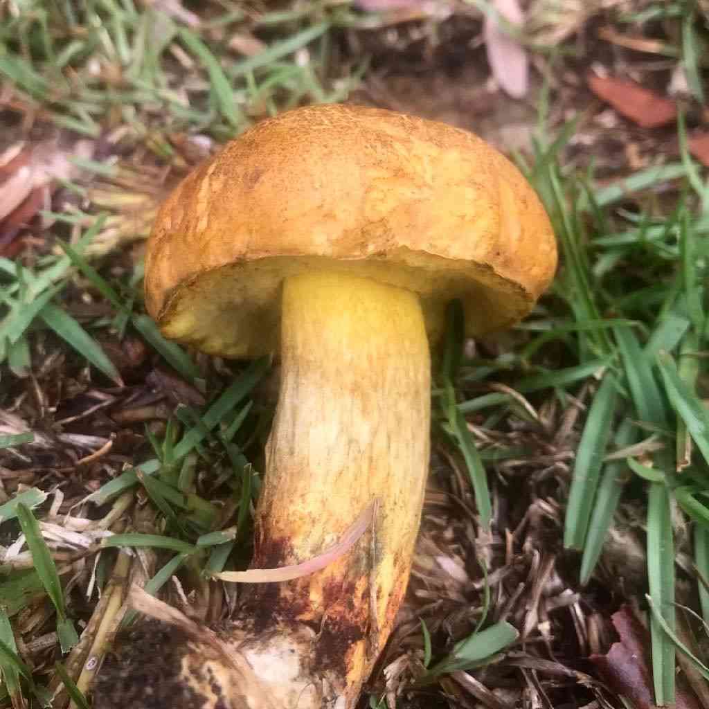 Boletus luridellus (Boletus luridellus) thumbnail 1