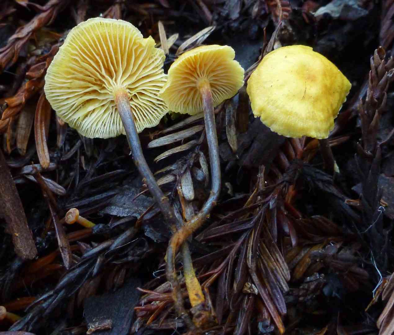 Pinelitter gingertail (Xeromphalina cauticinalis) thumbnail 1
