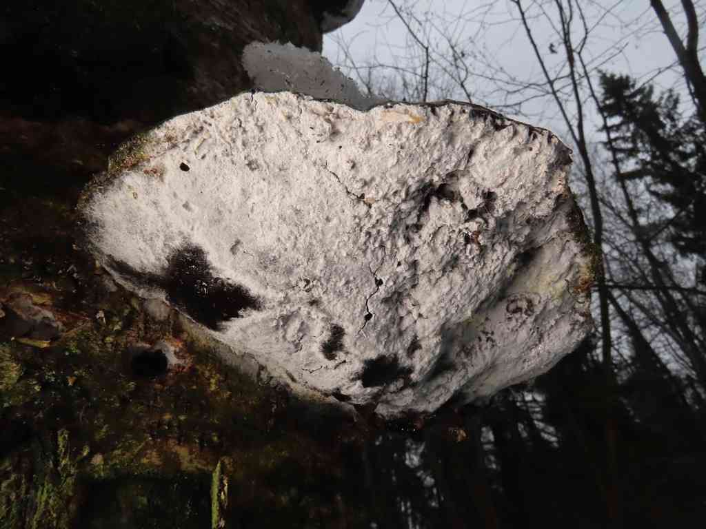 Sistotrema brinkmannii (Sistotrema brinkmannii) thumbnail 1