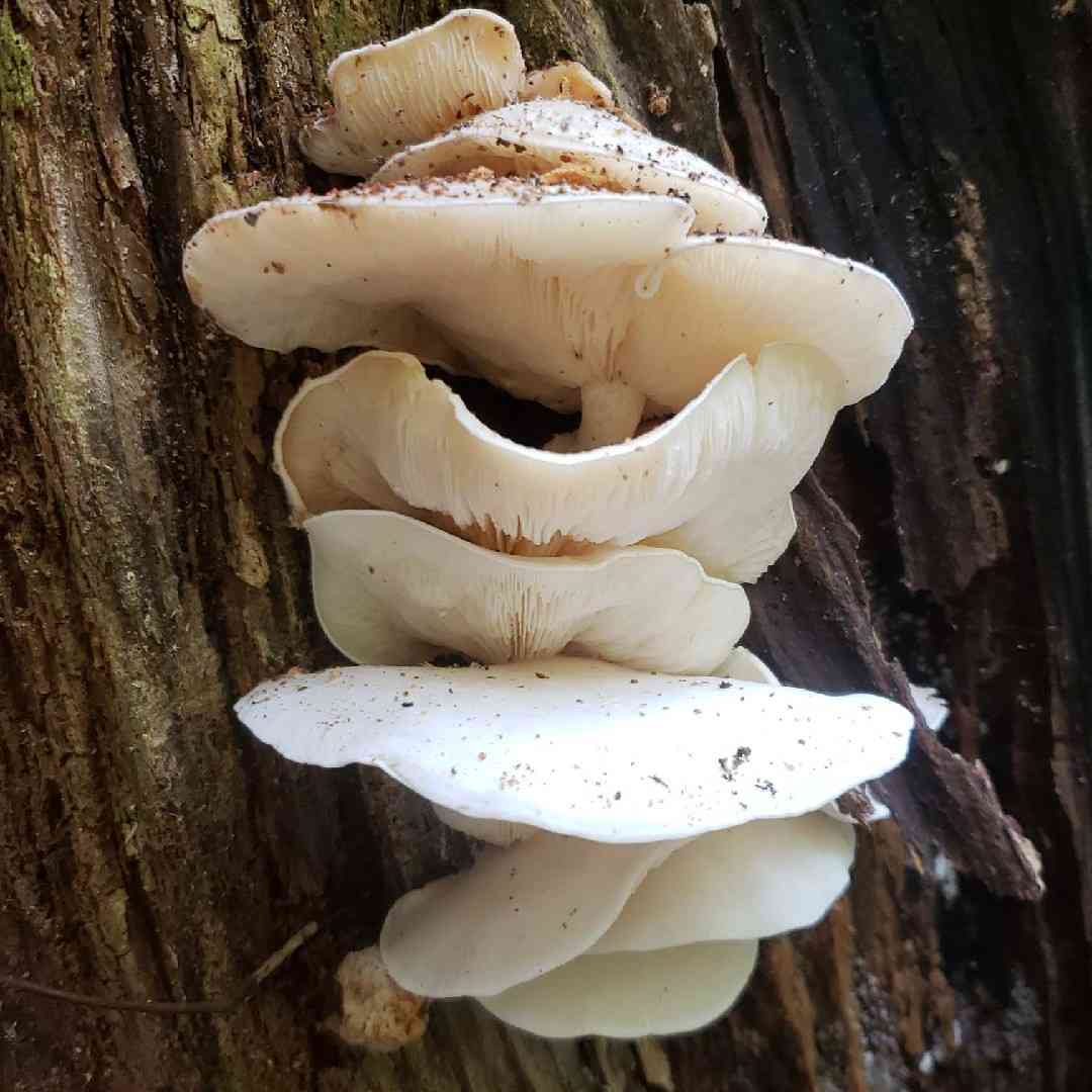 Mealy oyster (Ossicaulis lignatilis) thumbnail 1