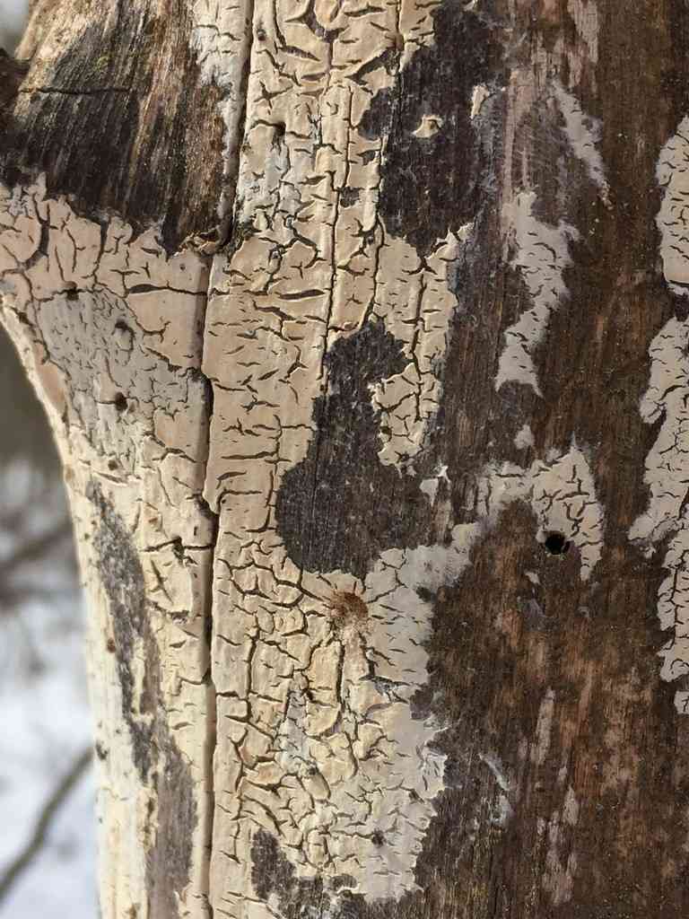 Peniophora cinerea (Peniophora cinerea) thumbnail 2