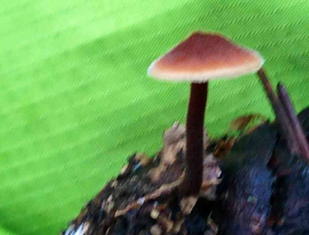 Pinecone mushroom (Auriscalpium vulgare) thumbnail 2