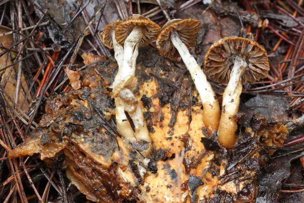 Silky piggyback (Asterophora parasitica) thumbnail 3