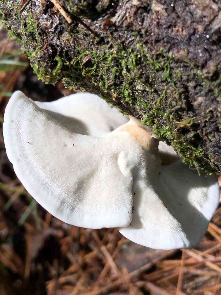 Kidney-shaped tooth (Mycorrhaphium adustum) thumbnail 2
