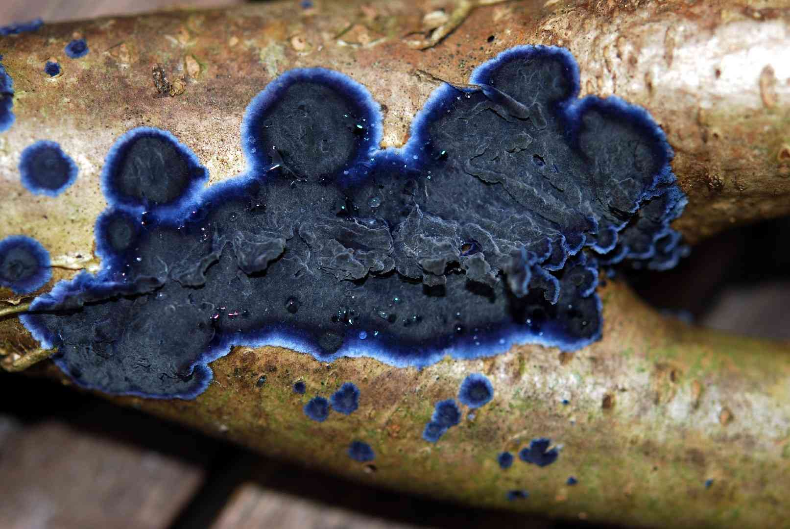 Cobalt crust (Terana coerulea) thumbnail 1