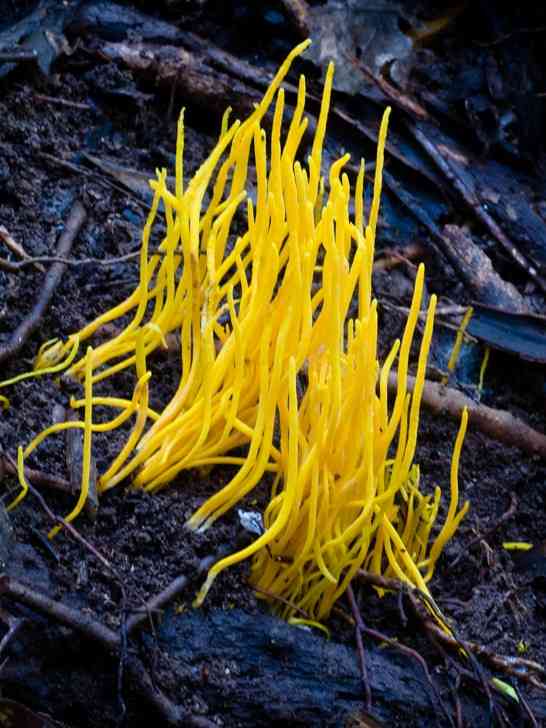 Clavulinopsis amoena (Clavulinopsis amoena) thumbnail 1