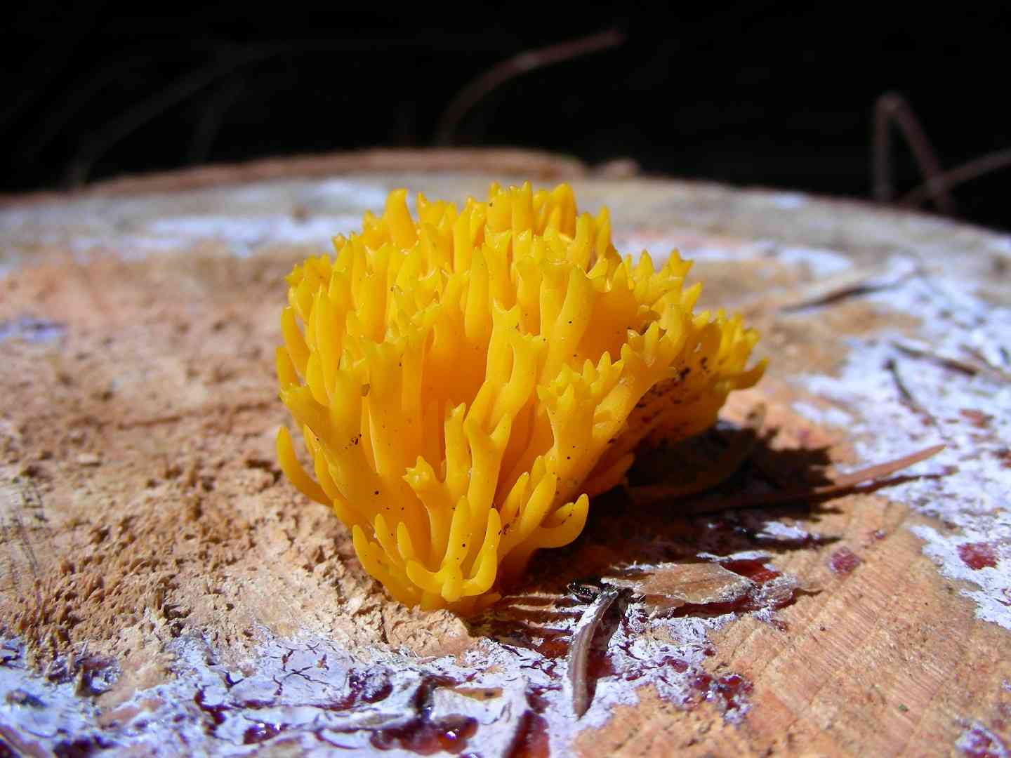Yellow stagshorn