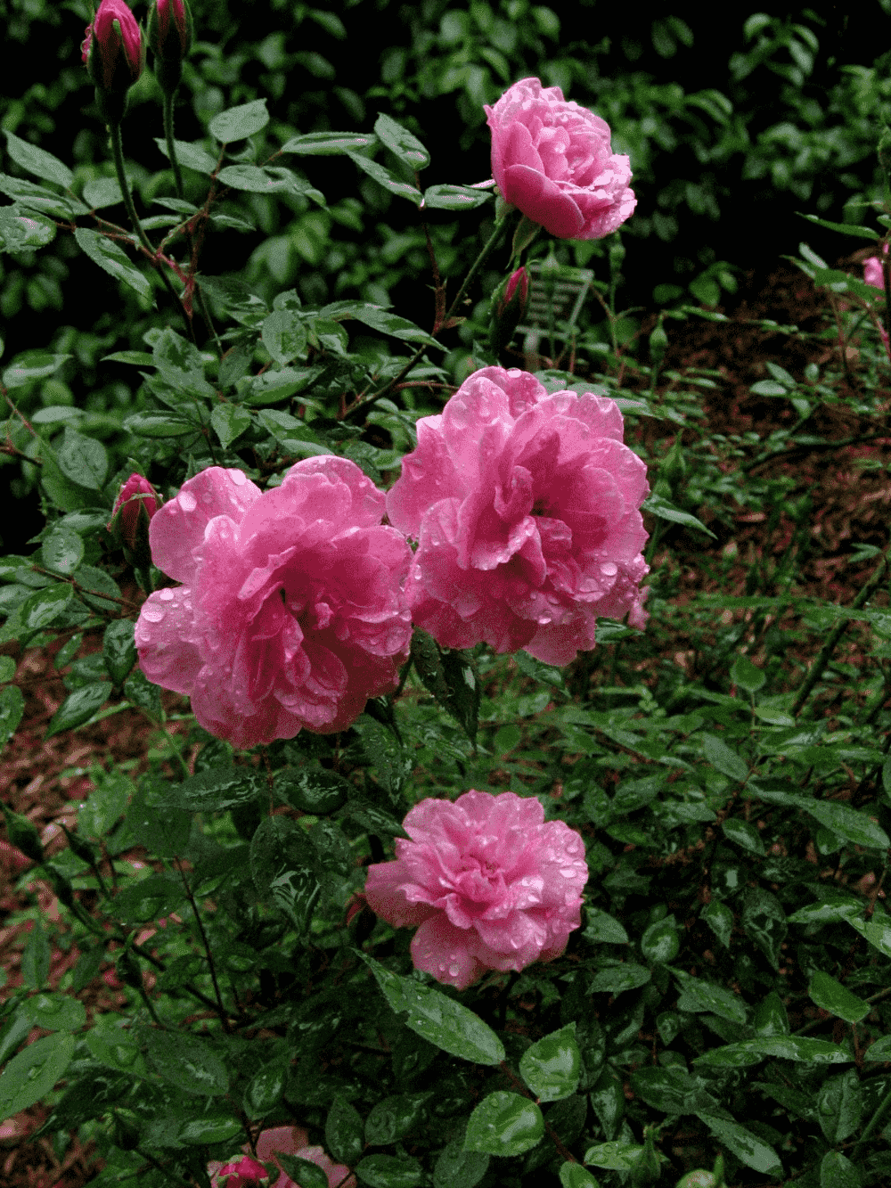China rose