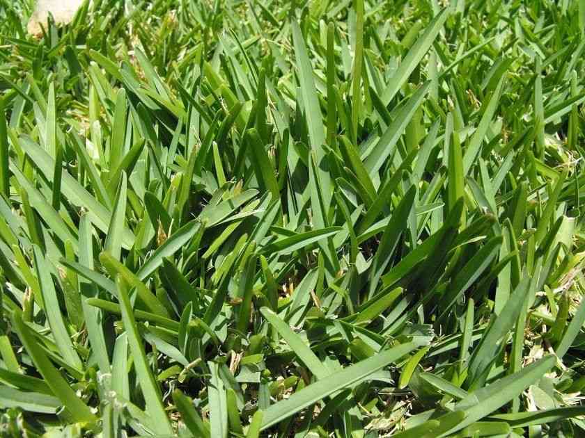 Buffalo grass