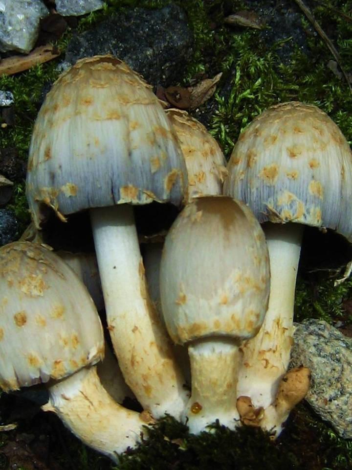 Scaly ink cap thumbnail 2