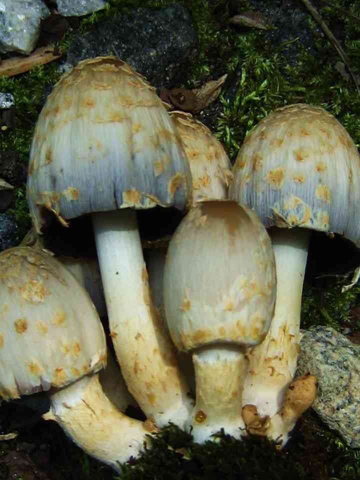 Scaly ink cap (Coprinopsis variegata) thumbnail 2