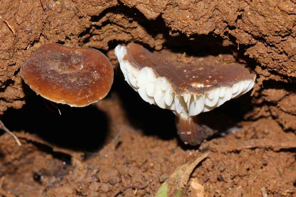 Gerard's milky (Lactarius gerardii) thumbnail 3