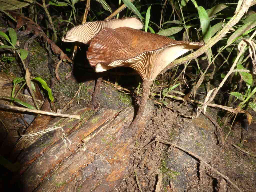 Panus similis (Panus similis) thumbnail 2