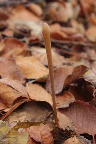 Pipe club (Typhula fistulosa) thumbnail 2