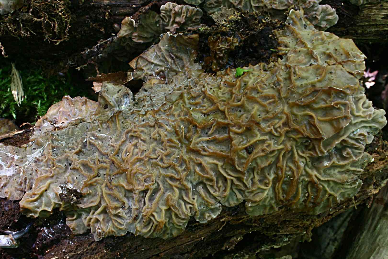 Tripe fungus (Auricularia mesenterica) thumbnail 3