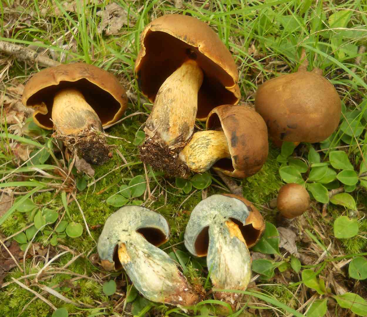 Boletus vermiculosus (Boletus vermiculosus) thumbnail 1