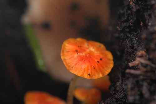 Orange bonnet (Mycena acicula) thumbnail 2