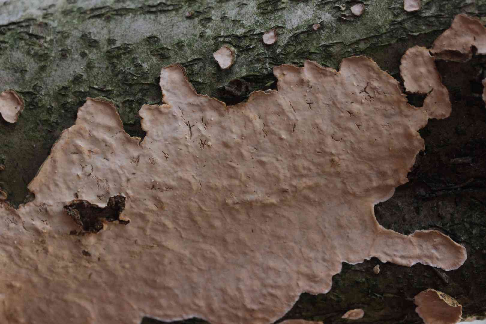 Broadleaf bleeding-crust (Stereum rugosum) thumbnail 2