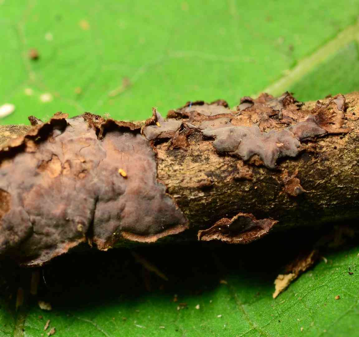 Peniophora pithya (Peniophora pithya) thumbnail 2