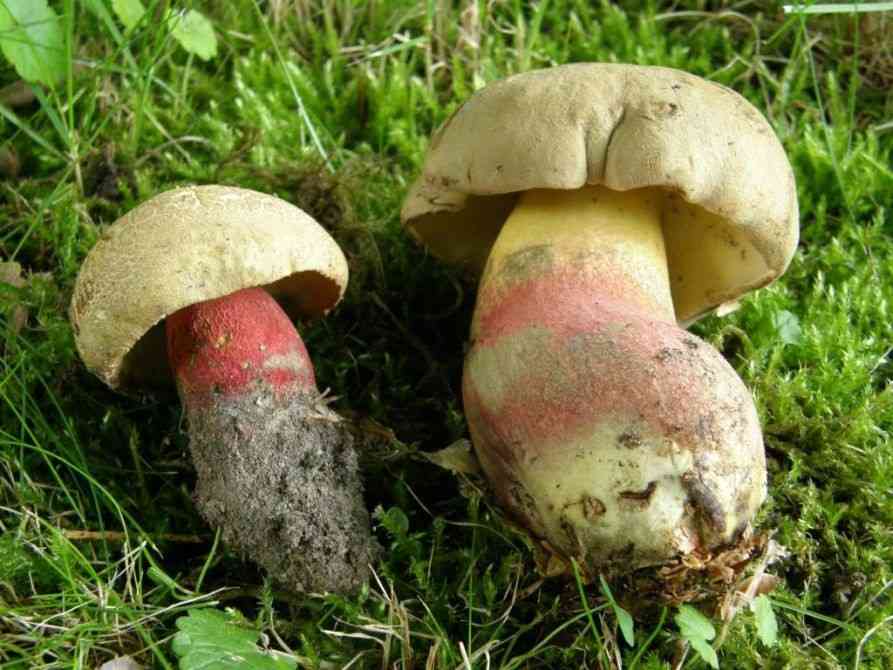 Bitter beech bolete (Caloboletus calopus) thumbnail 3