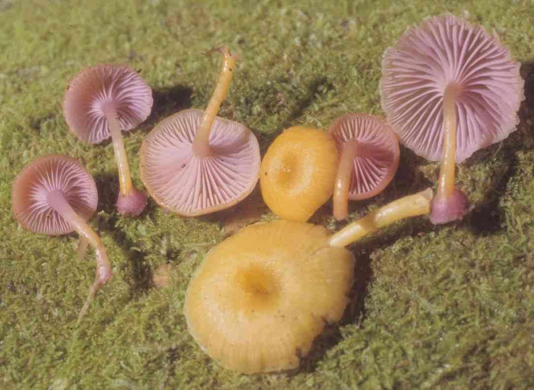 Chromosera cyanophylla (Chromosera cyanophylla) thumbnail 3