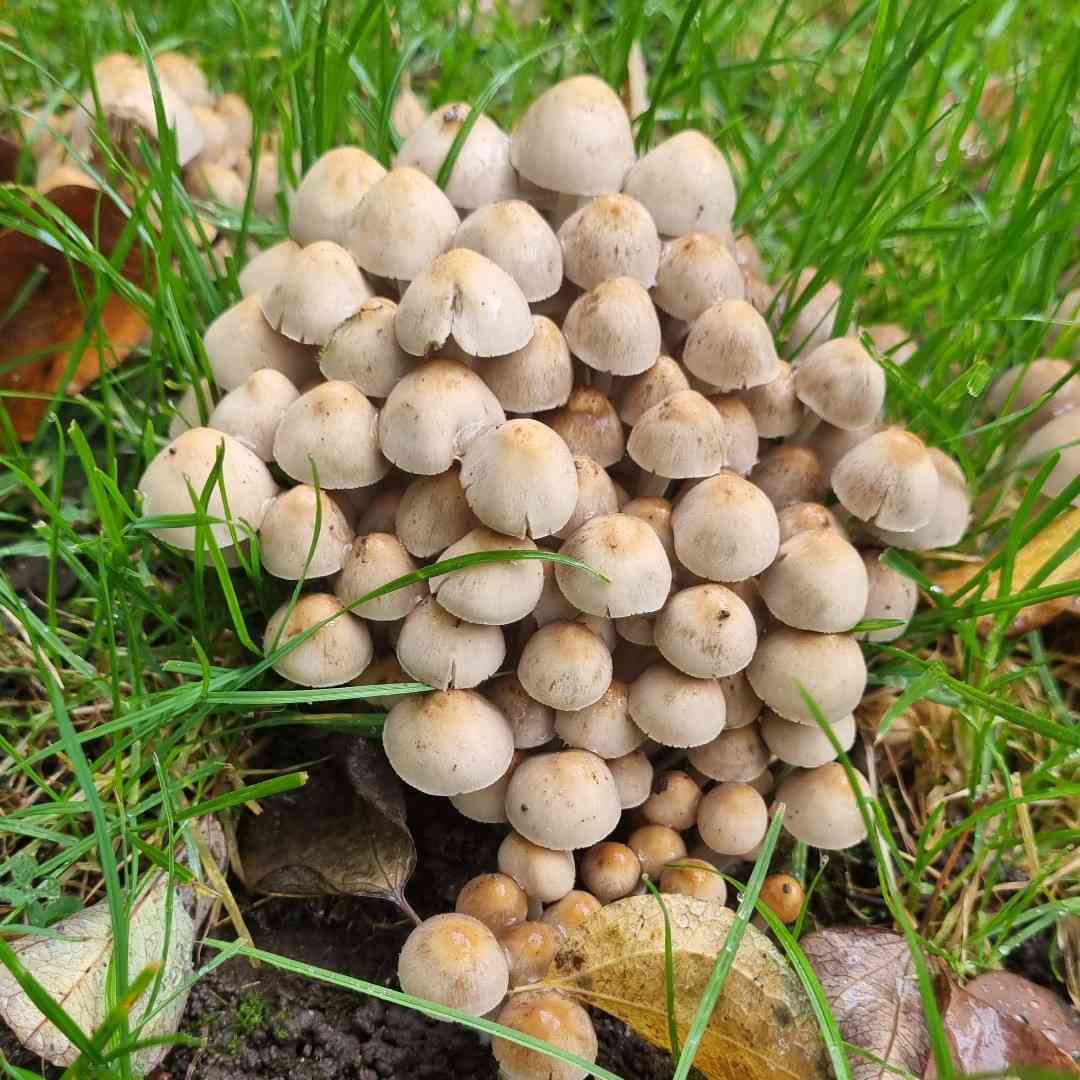Clustered brittlestem (Psathyrella multipedata) thumbnail 1