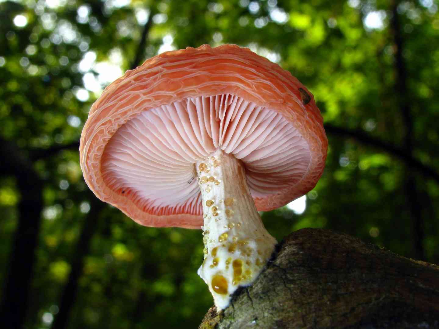 Netted rhodotus (Rhodotus palmatus) thumbnail 1
