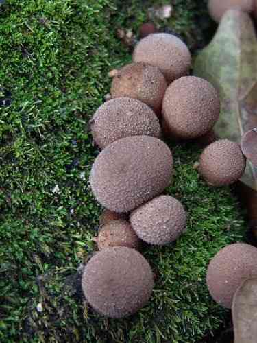 Dusky puffball (Lycoperdon nigrescens) thumbnail 3