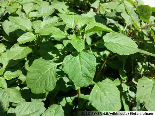 Purple amaranth