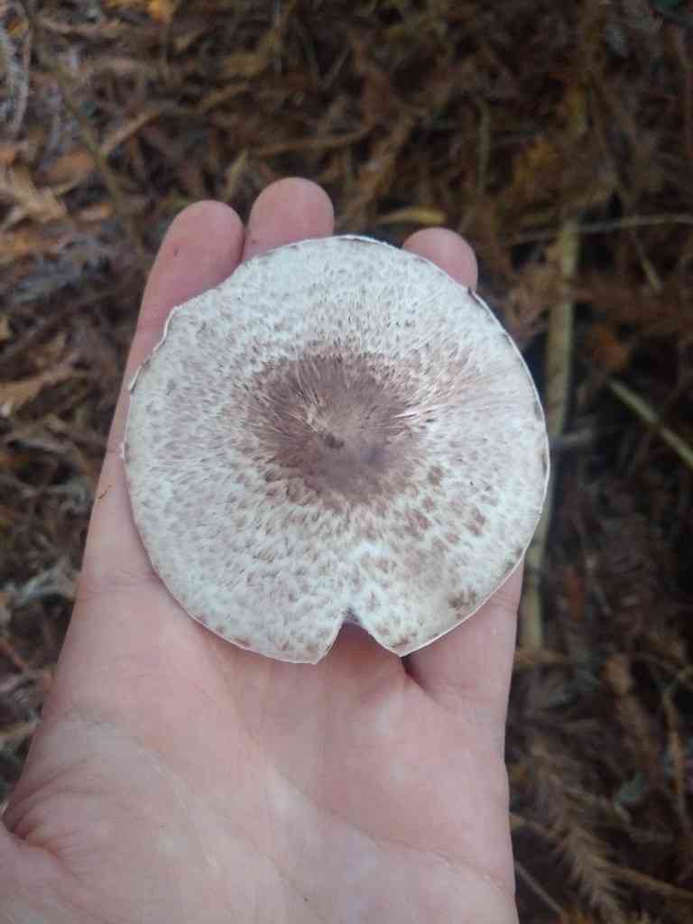 Wine-colored Agaric (Agaricus subrutilescens) thumbnail 3