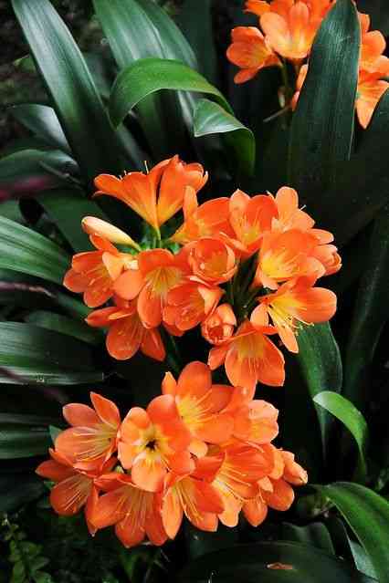 Bush lily
