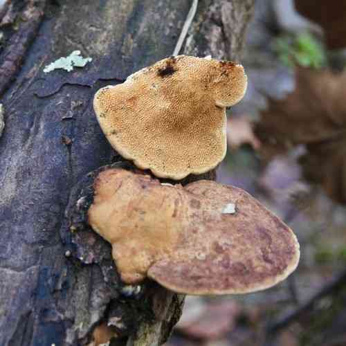 Cinnamon bracket (Hapalopilus rutilans) thumbnail 3