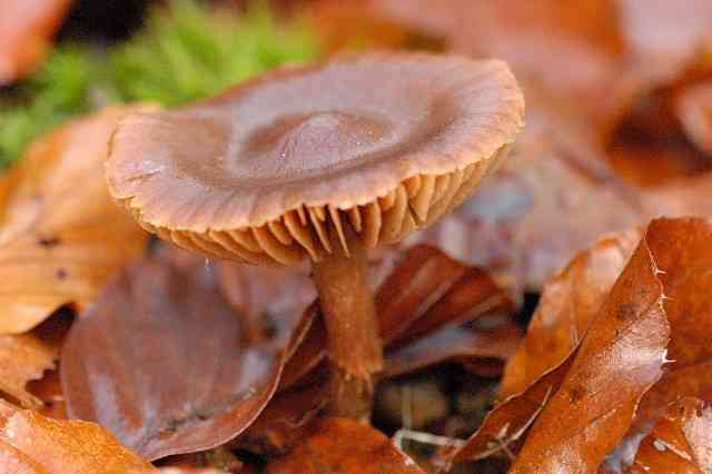 Earthy webcap (Cortinarius hinnuleus) thumbnail 3
