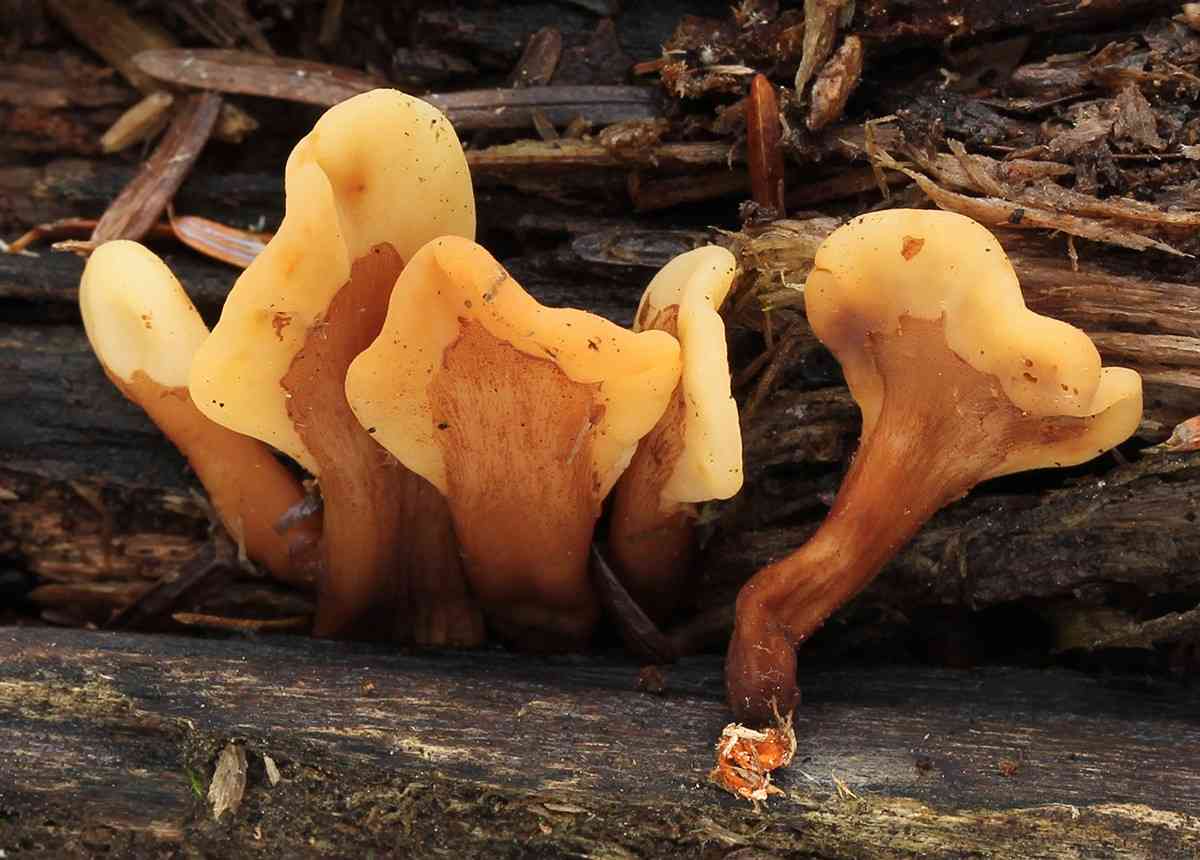 Velvet-foot fairy fan