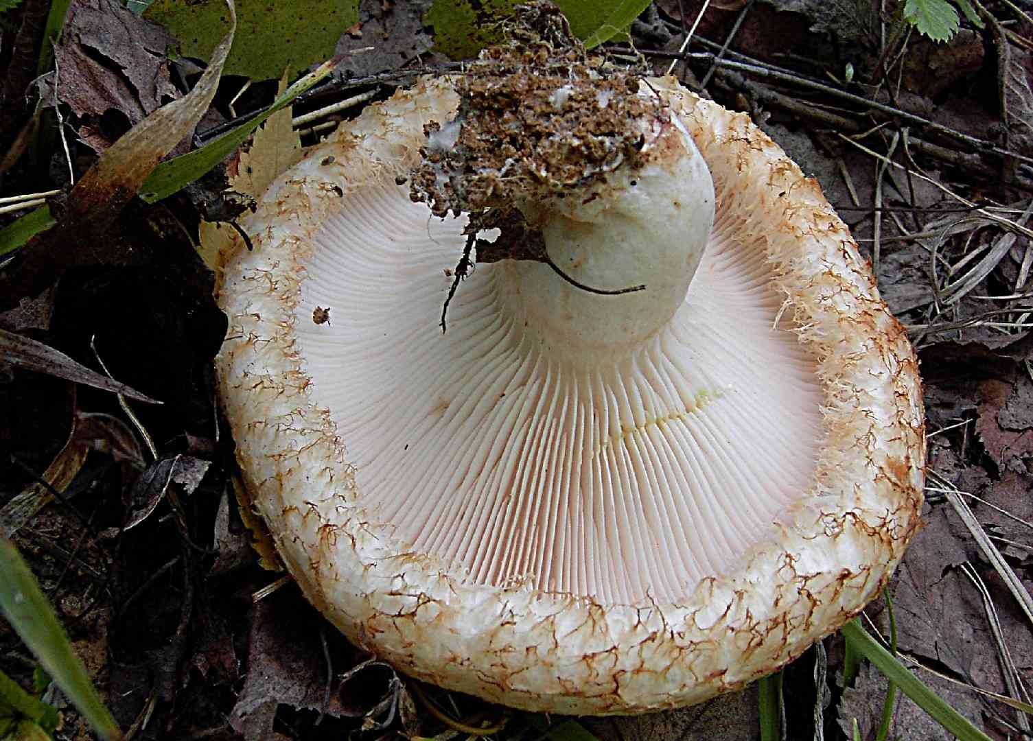 Lactarius citriolens (Lactarius citriolens) thumbnail 1