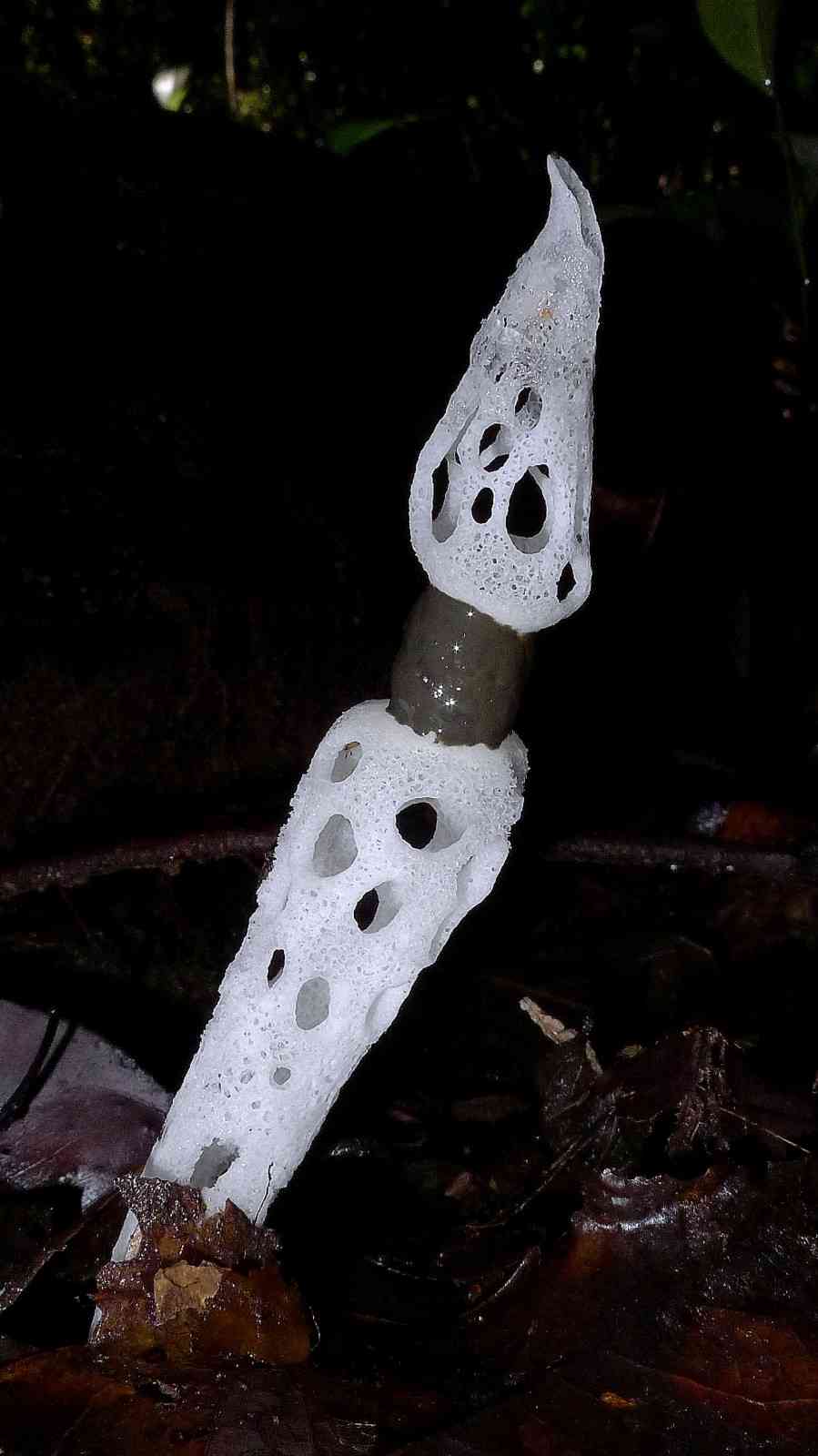 Tropical stinkhorn (Staheliomyces cinctus) thumbnail 2