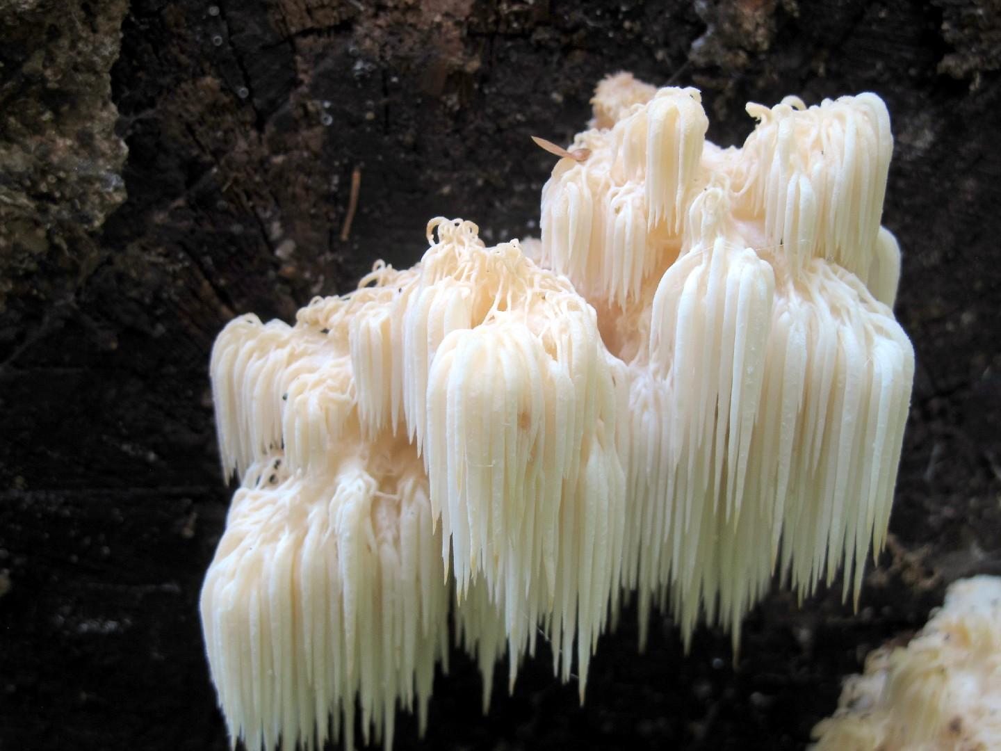 Bear's head tooth
