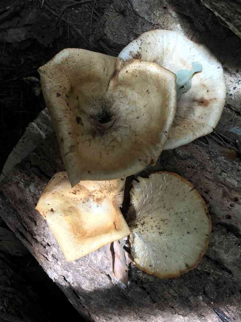 White-rot fungus (Lentinus sajor-caju) thumbnail 2