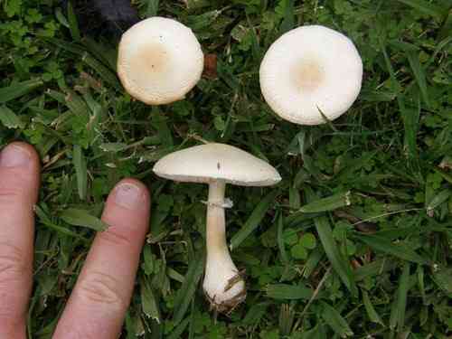 White dapperling (Leucoagaricus leucothites) thumbnail 3