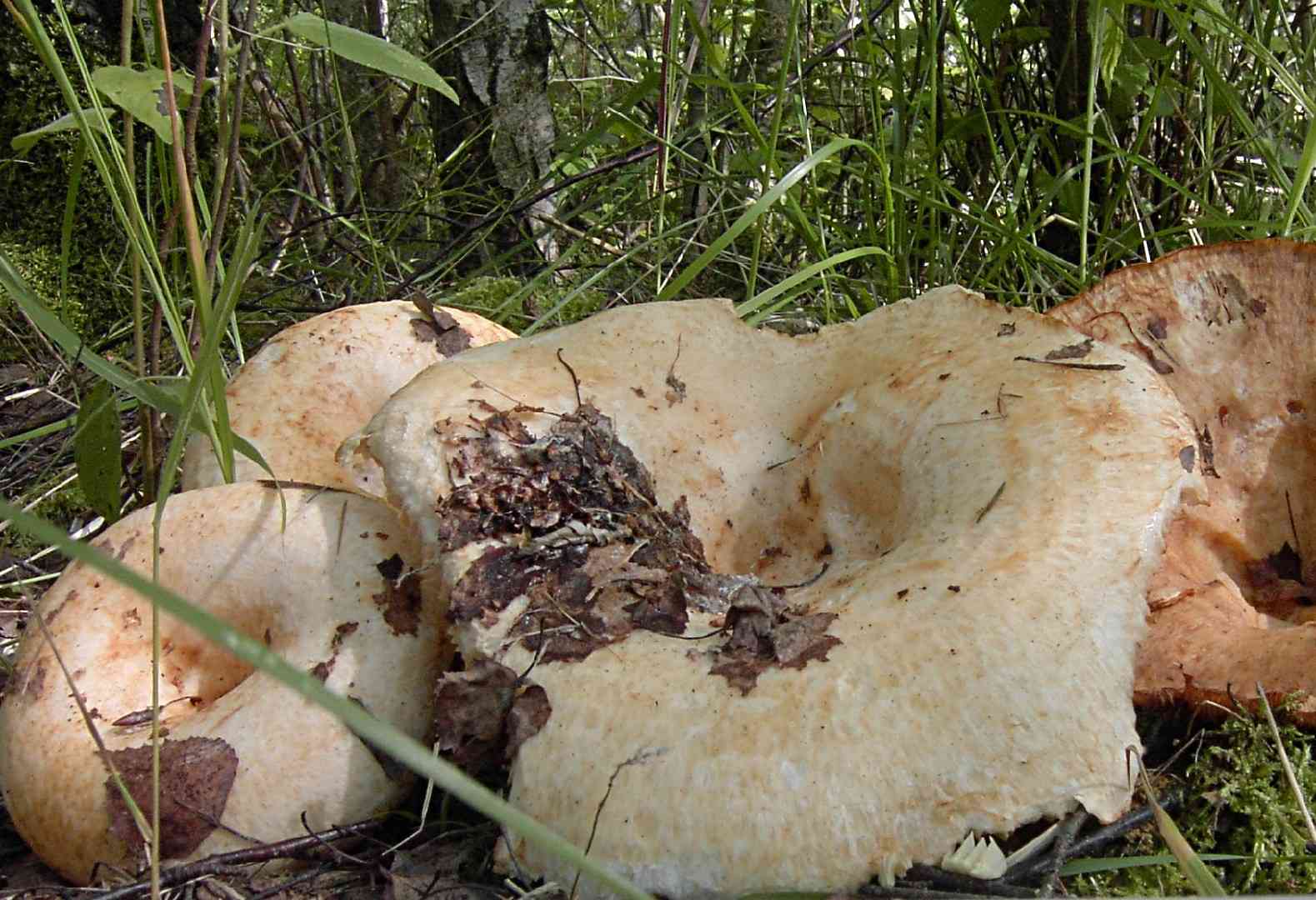 Lactarius citriolens (Lactarius citriolens) thumbnail 3