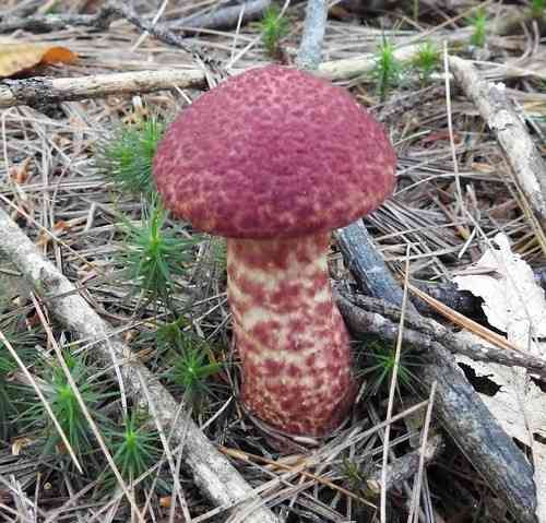 Painted bolete (Suillus spraguei) thumbnail 2