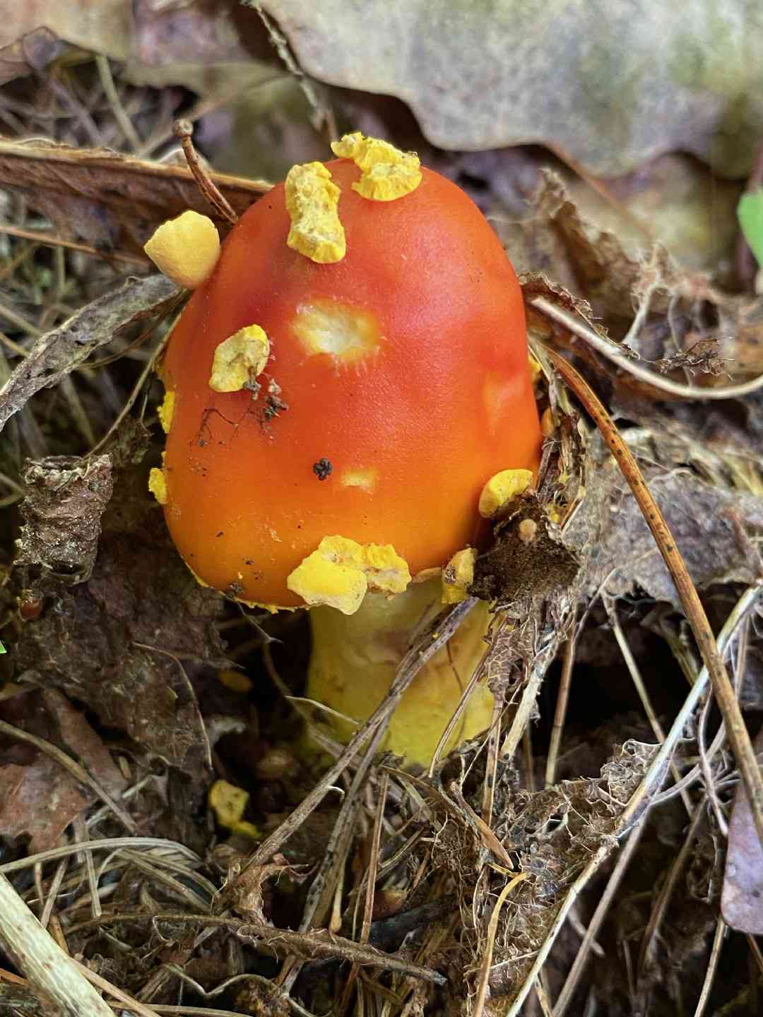 False Caesar's mushroom (Amanita parcivolvata) thumbnail 3