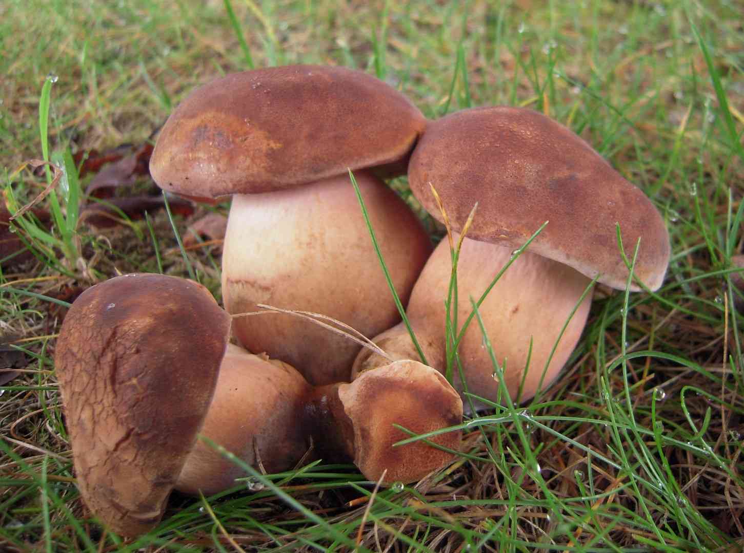 Tylopilus ferrugineus (Tylopilus ferrugineus) thumbnail 1