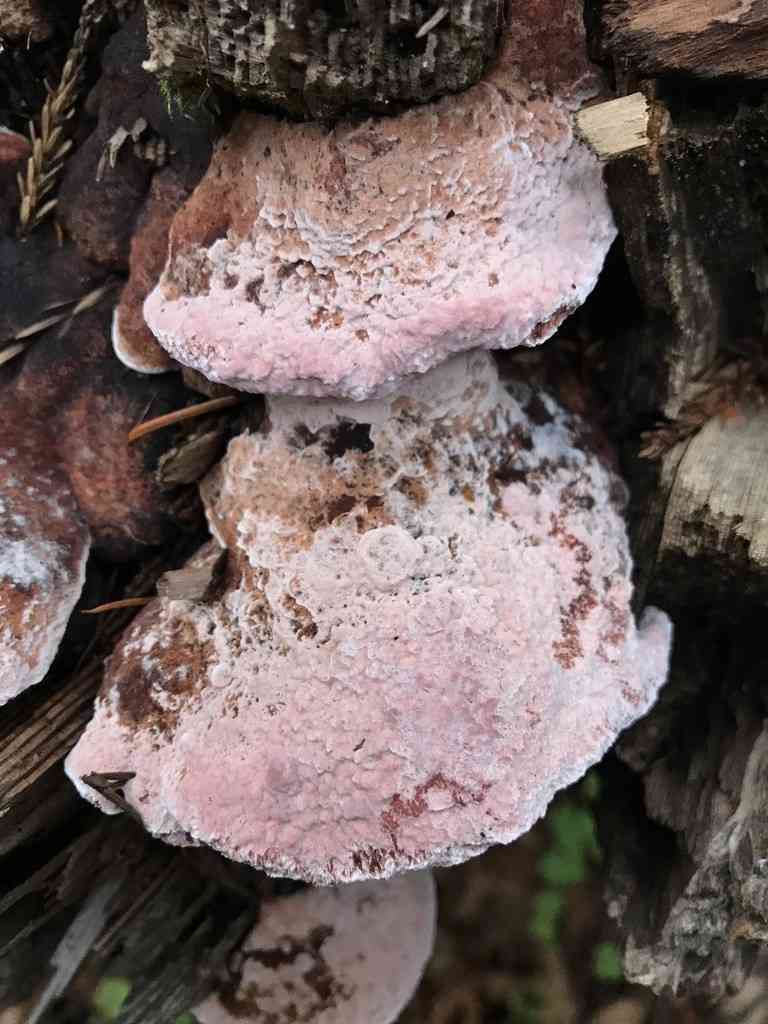 Rosy polypore (Rhodofomes cajanderi) thumbnail 3