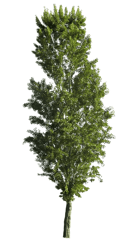 Black poplar