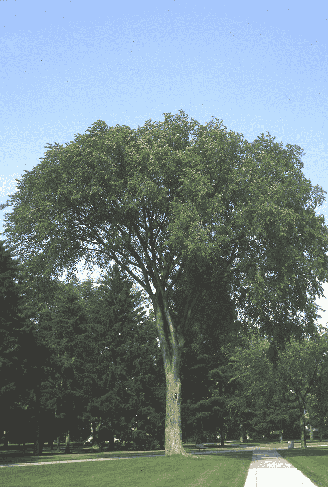 American elm