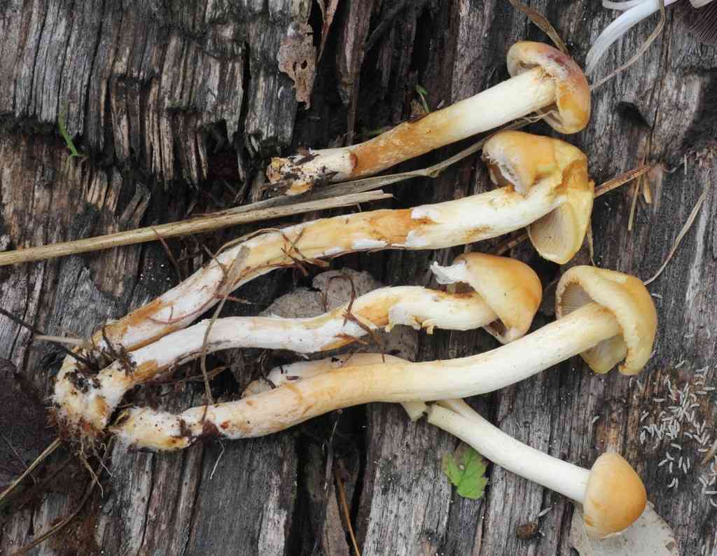 Rooting poison pie (Hebeloma radicosum) thumbnail 2